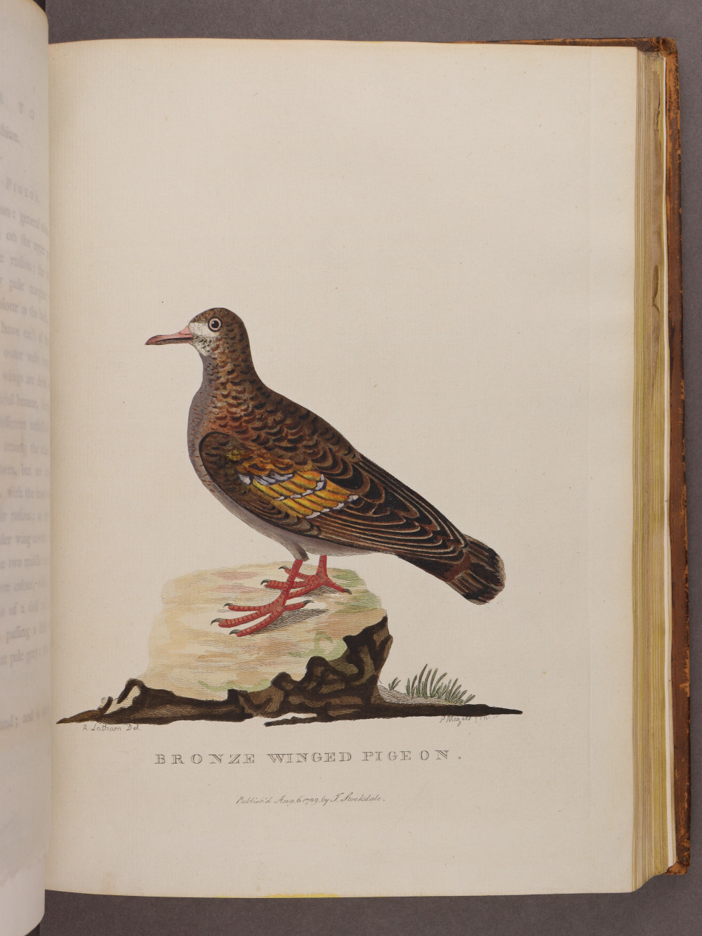 Plate 26